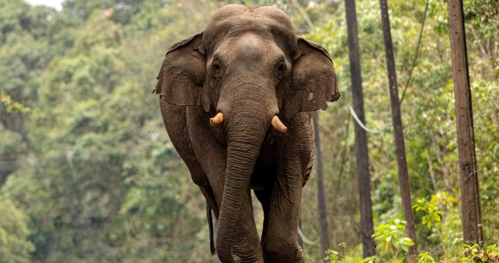 Tailando parke dramblys mirtinai sutrypė turistą – trečias jo nužudytas žmogus – Nacionalinis